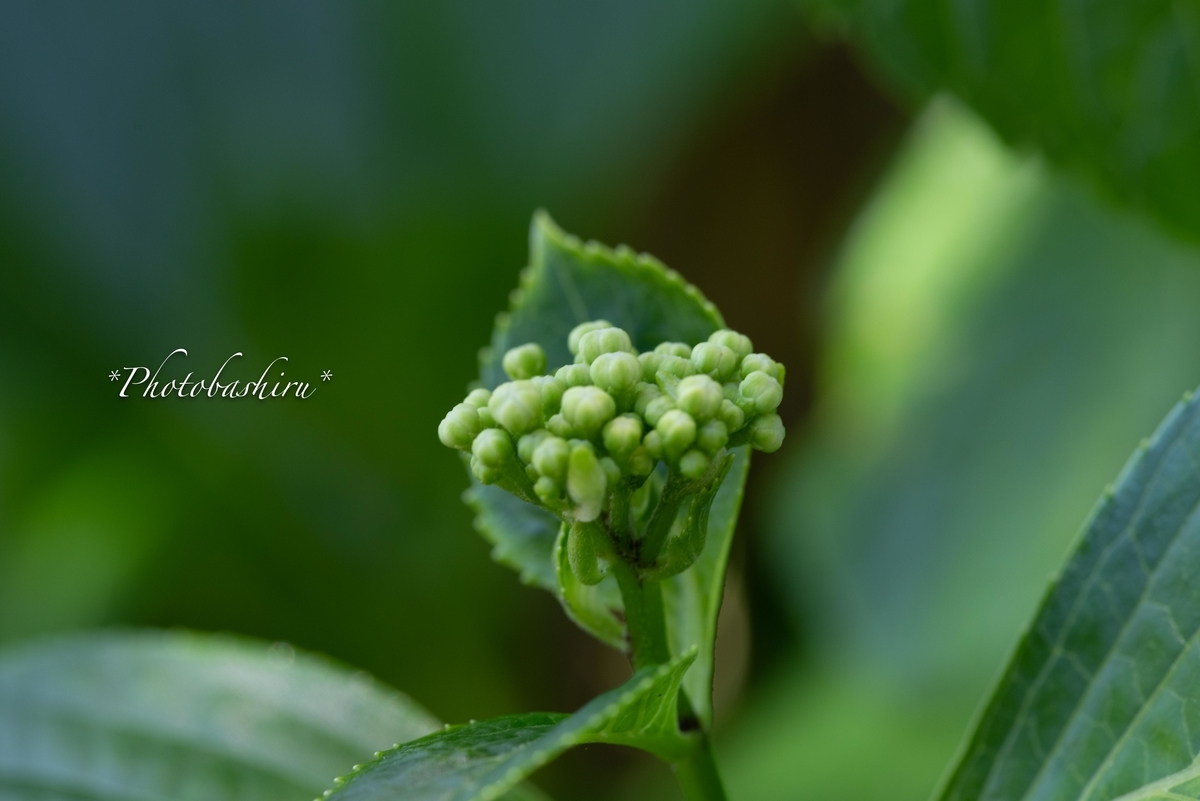 f:id:photobashiru:20190616210455j:plain