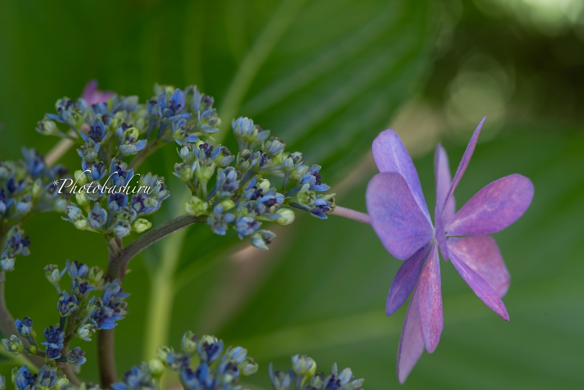 f:id:photobashiru:20190616210622j:plain