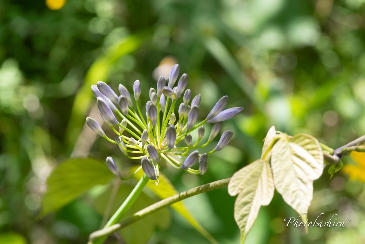 f:id:photobashiru:20190616210818j:plain