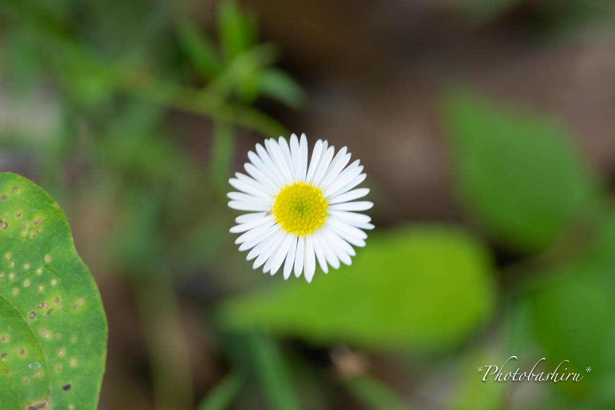 f:id:photobashiru:20190616210847j:plain