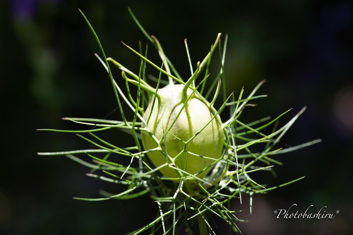 f:id:photobashiru:20190616210928j:plain