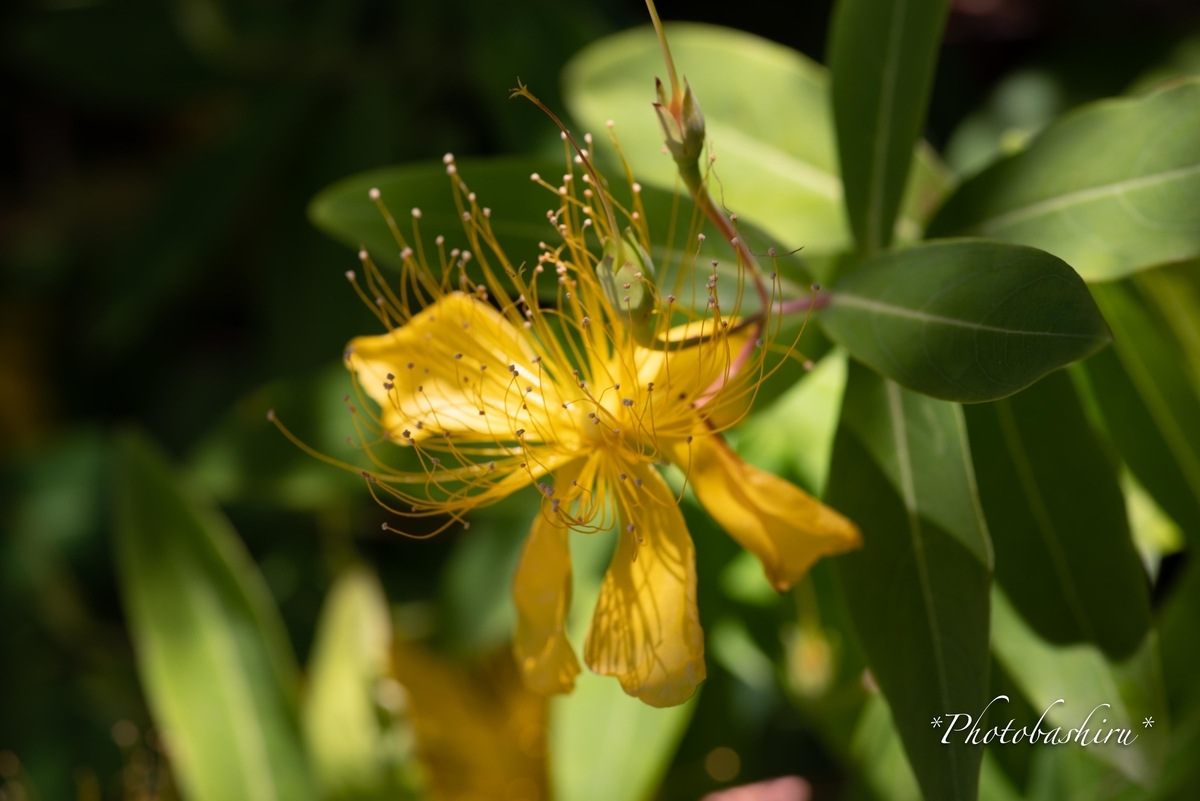 f:id:photobashiru:20190616210955j:plain