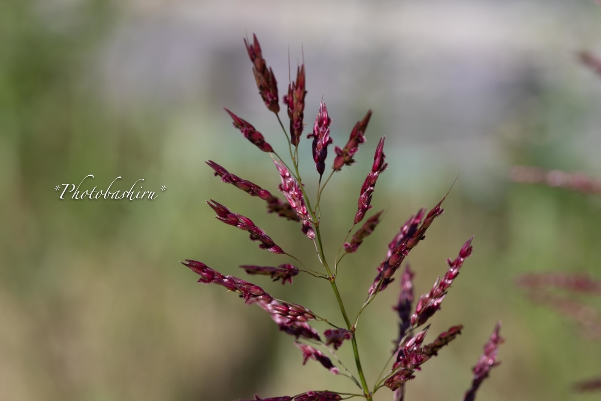 f:id:photobashiru:20190616211232j:plain