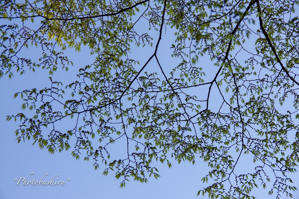 f:id:photobashiru:20191226041355j:plain