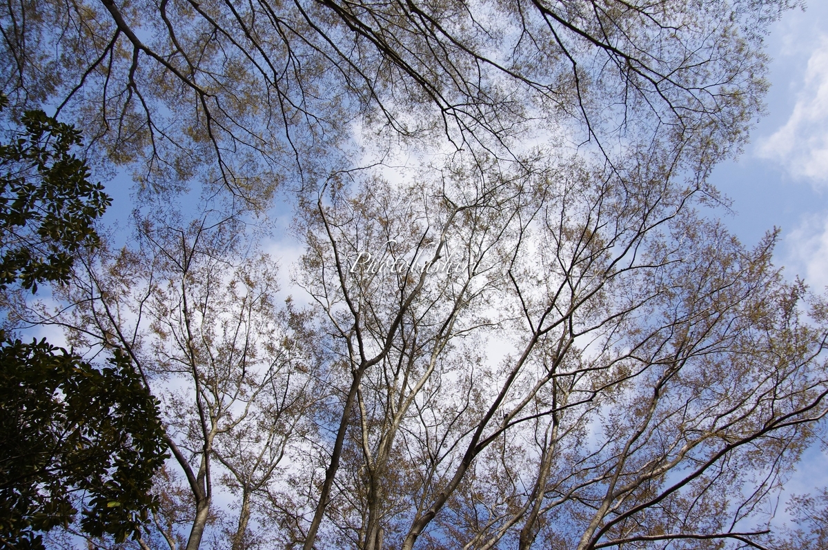 f:id:photobashiru:20191226041441j:plain