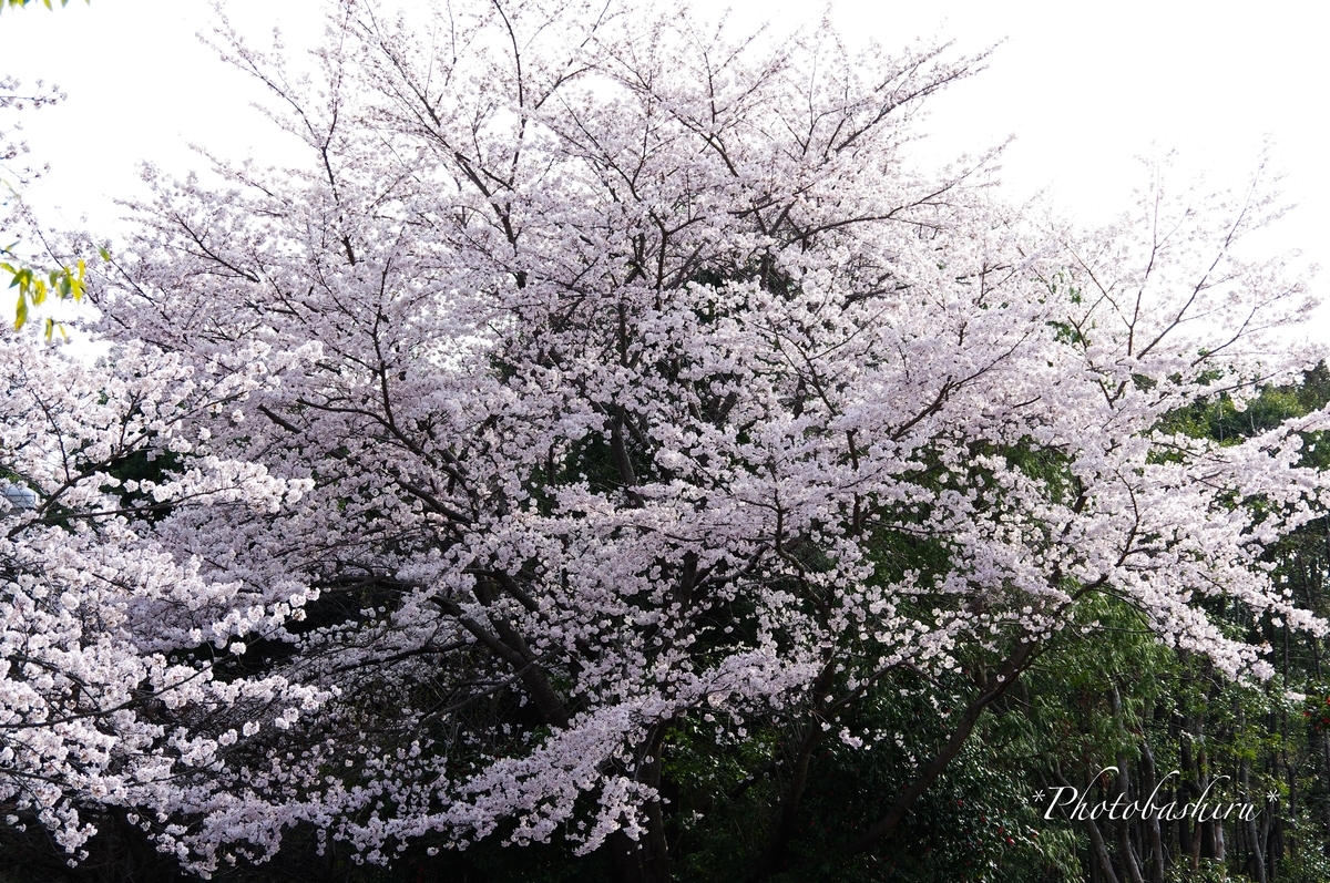 f:id:photobashiru:20191226041710j:plain
