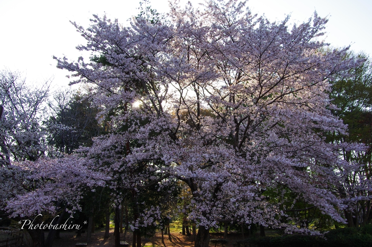 f:id:photobashiru:20191226041746j:plain
