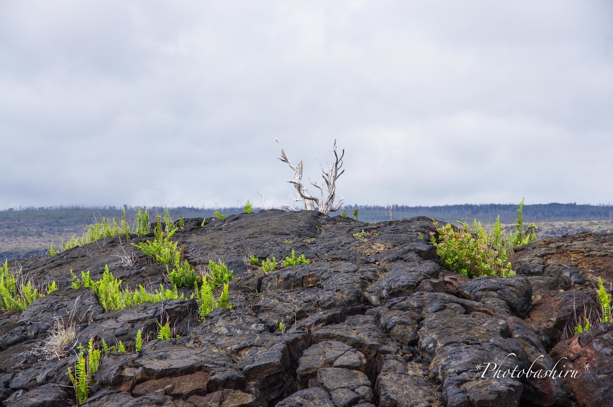 f:id:photobashiru:20191231064302j:plain