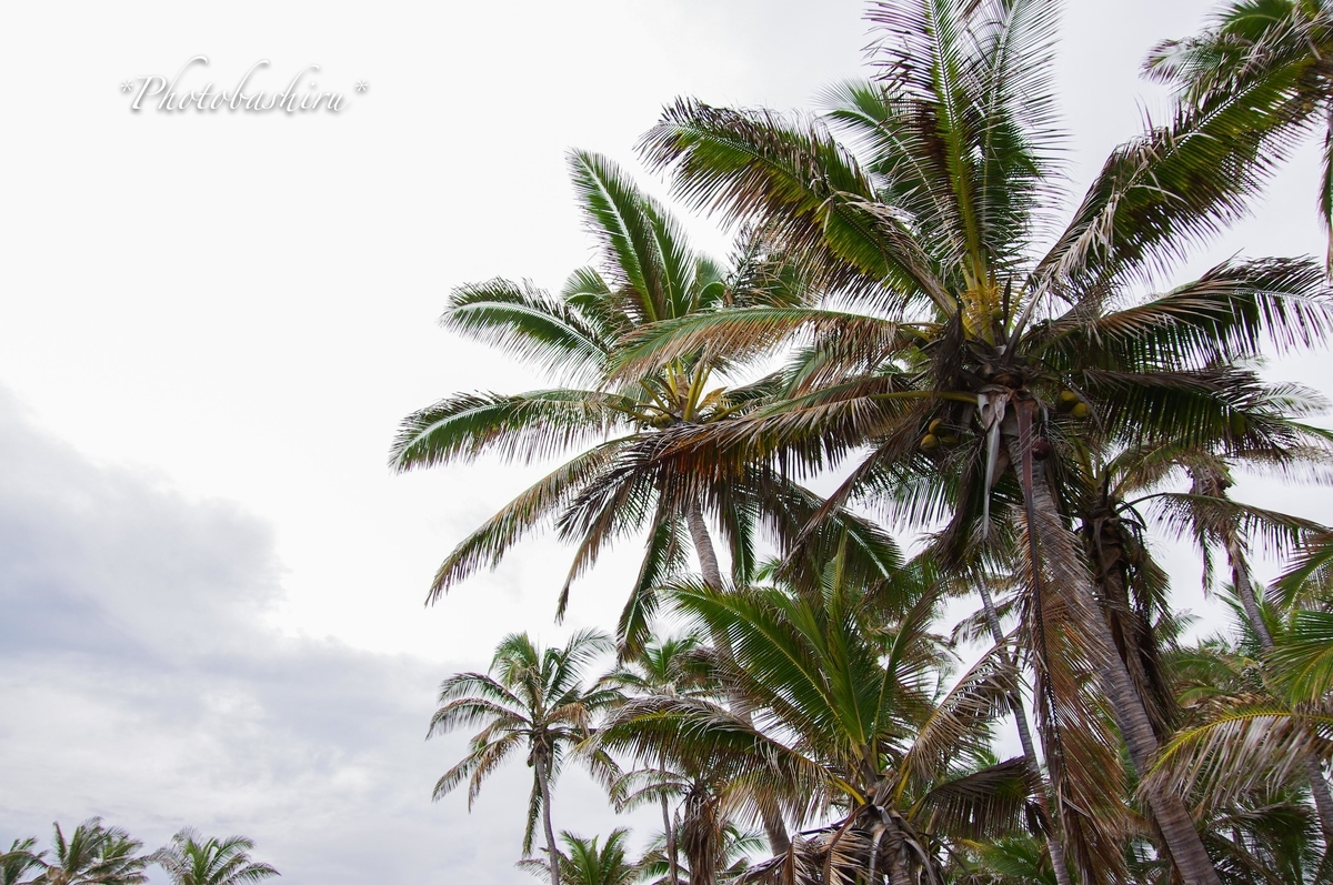 f:id:photobashiru:20191231064800j:plain