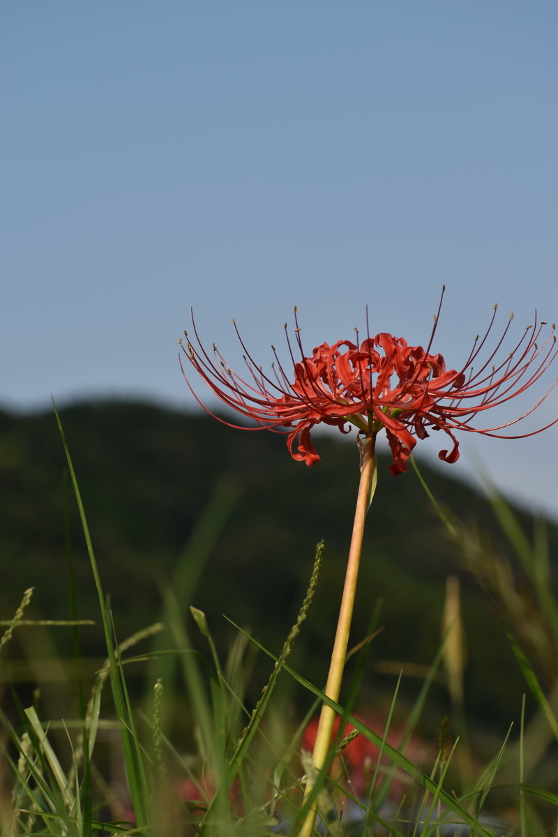 f:id:photobiginner:20191208033912j:plain f:id:photobiginner:20191208033912j:plain
