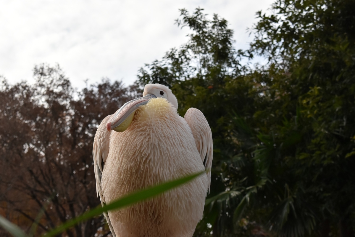 f:id:photobiginner:20191209043022j:plain
