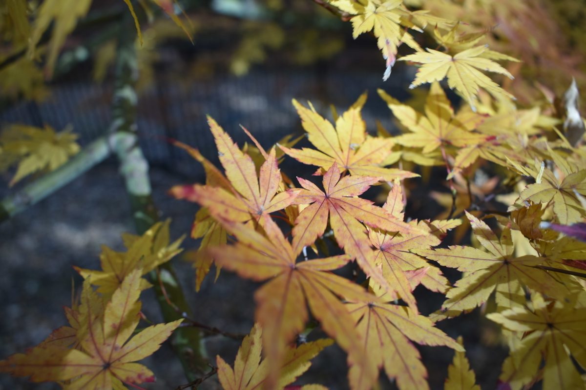 f:id:photobiginner:20200122025602j:plain f:id:photobiginner:20200122025602j:plain