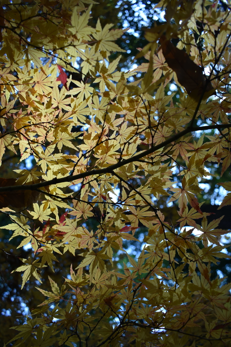 f:id:photobiginner:20200122025608j:plain f:id:photobiginner:20200122025608j:plain