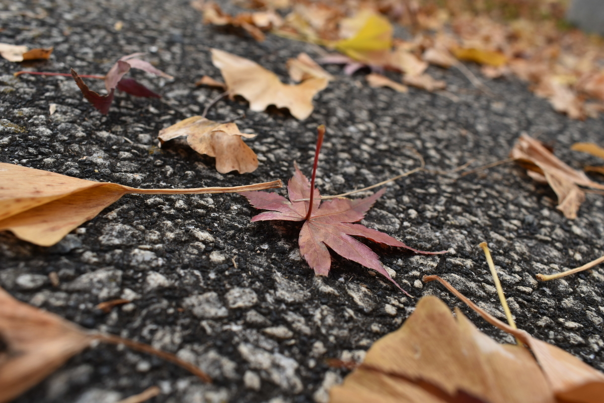 f:id:photobiginner:20200122025633j:plain f:id:photobiginner:20200122025633j:plain