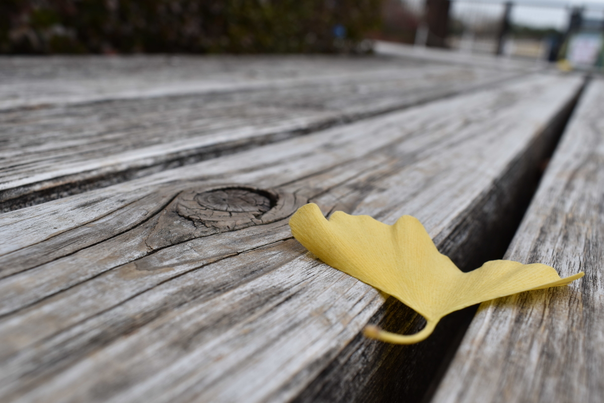 f:id:photobiginner:20200122025636j:plain f:id:photobiginner:20200122025636j:plain