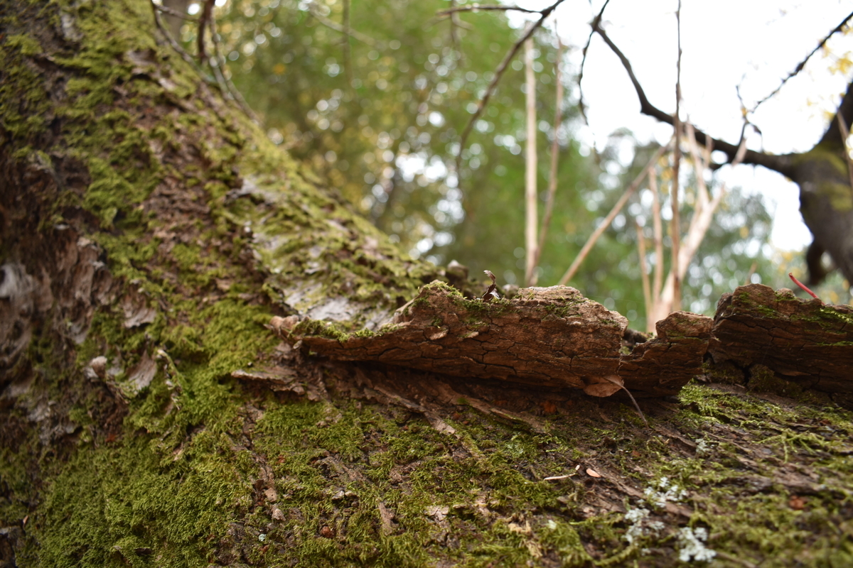 f:id:photobiginner:20200122025719j:plain f:id:photobiginner:20200122025719j:plain