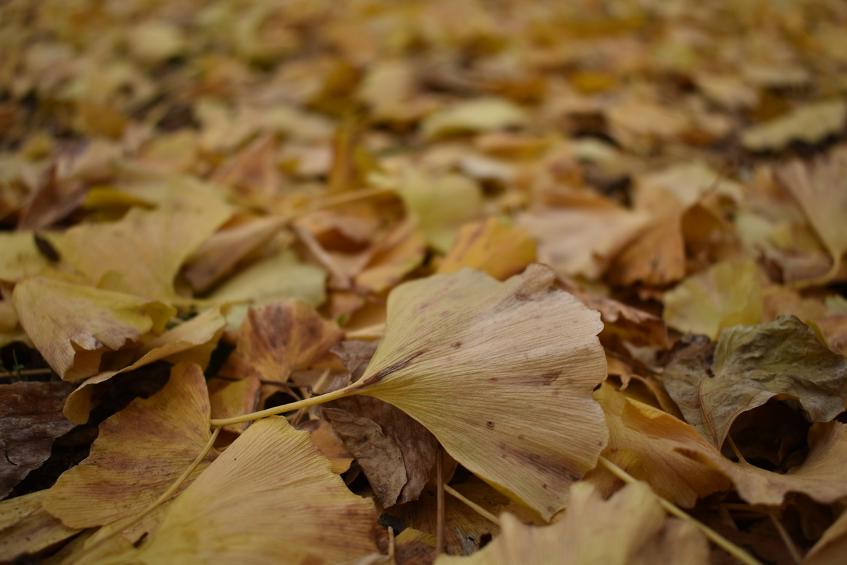 f:id:photobiginner:20200122025735j:plain f:id:photobiginner:20200122025735j:plain