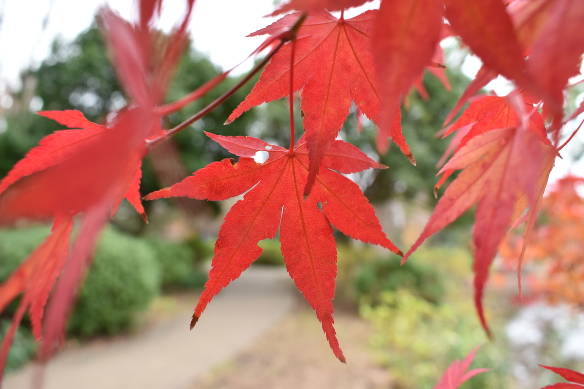 f:id:photobiginner:20200122025755j:plain f:id:photobiginner:20200122025755j:plain