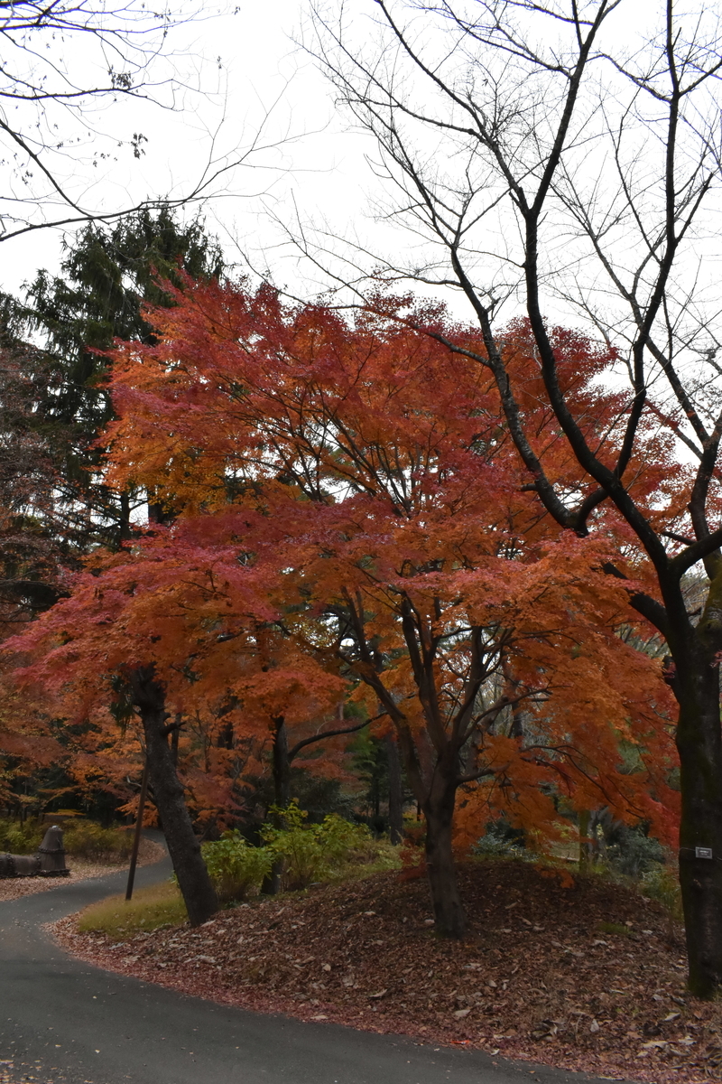 f:id:photobiginner:20200122025918j:plain f:id:photobiginner:20200122025918j:plain