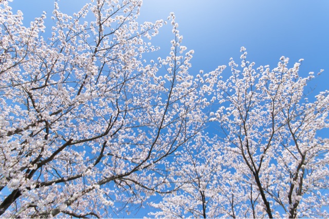 f:id:photographerti:20150409163221j:plain f:id:photographerti:20150409163221j:plain