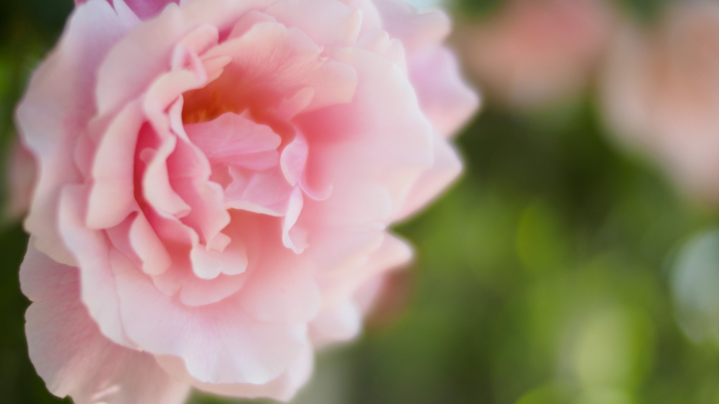 f:id:photographerti:20170519095352j:plain f:id:photographerti:20170519095352j:plain
