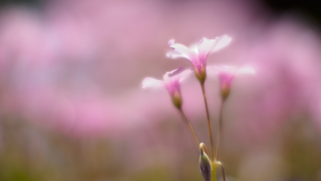 f:id:photographerti:20170519103143j:plain f:id:photographerti:20170519103143j:plain