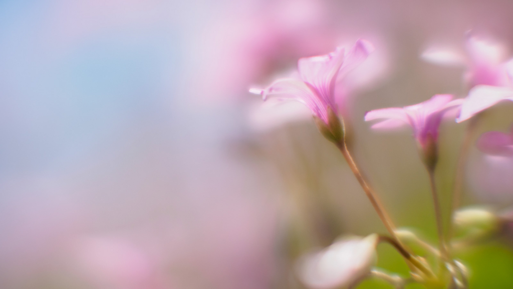f:id:photographerti:20170519103806j:plain f:id:photographerti:20170519103806j:plain