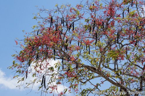 f:id:photolifenet:20170609212725j:plain f:id:photolifenet:20170609212725j:plain