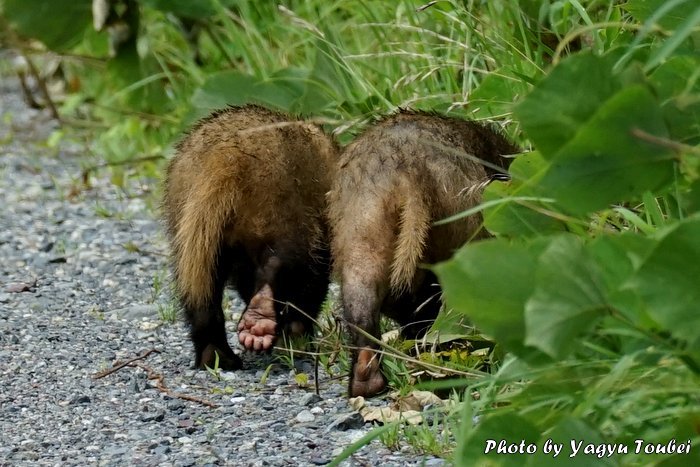 日本 散歩道のハクビシン アナグマが正解 写真紹介 On Line