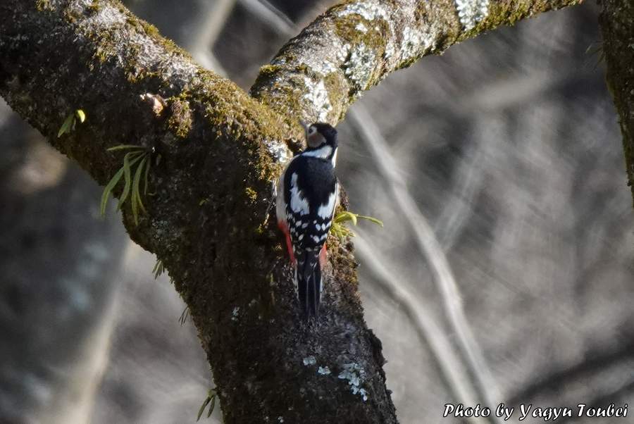 f:id:photolifenet:20190102215841j:plain f:id:photolifenet:20190102215841j:plain