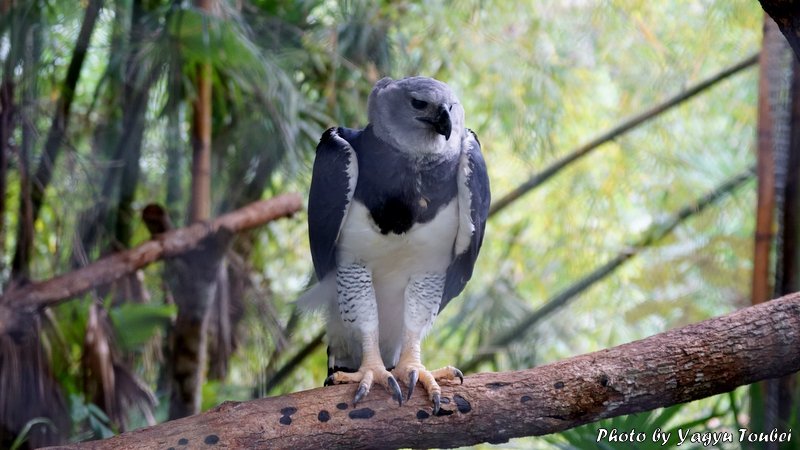 ベリーズ 猛禽類最強の足を持つ American Harpy Eagle アメリカン ハーピー イーグル 写真生活 On Line
