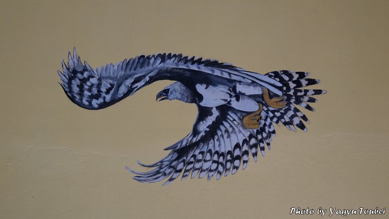 ベリーズ 猛禽類最強の足を持つ American Harpy Eagle アメリカン ハーピー イーグル 写真生活 On Line