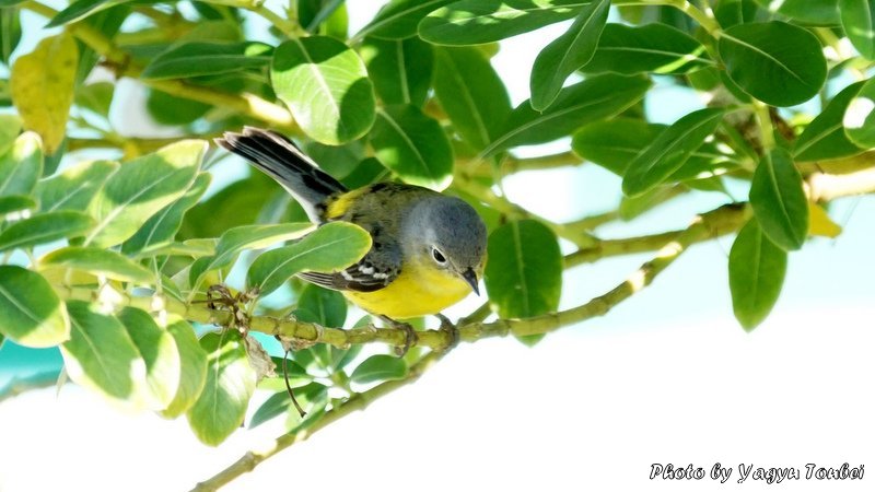 f:id:photolifenet:20190511204532j:plain f:id:photolifenet:20190511204532j:plain