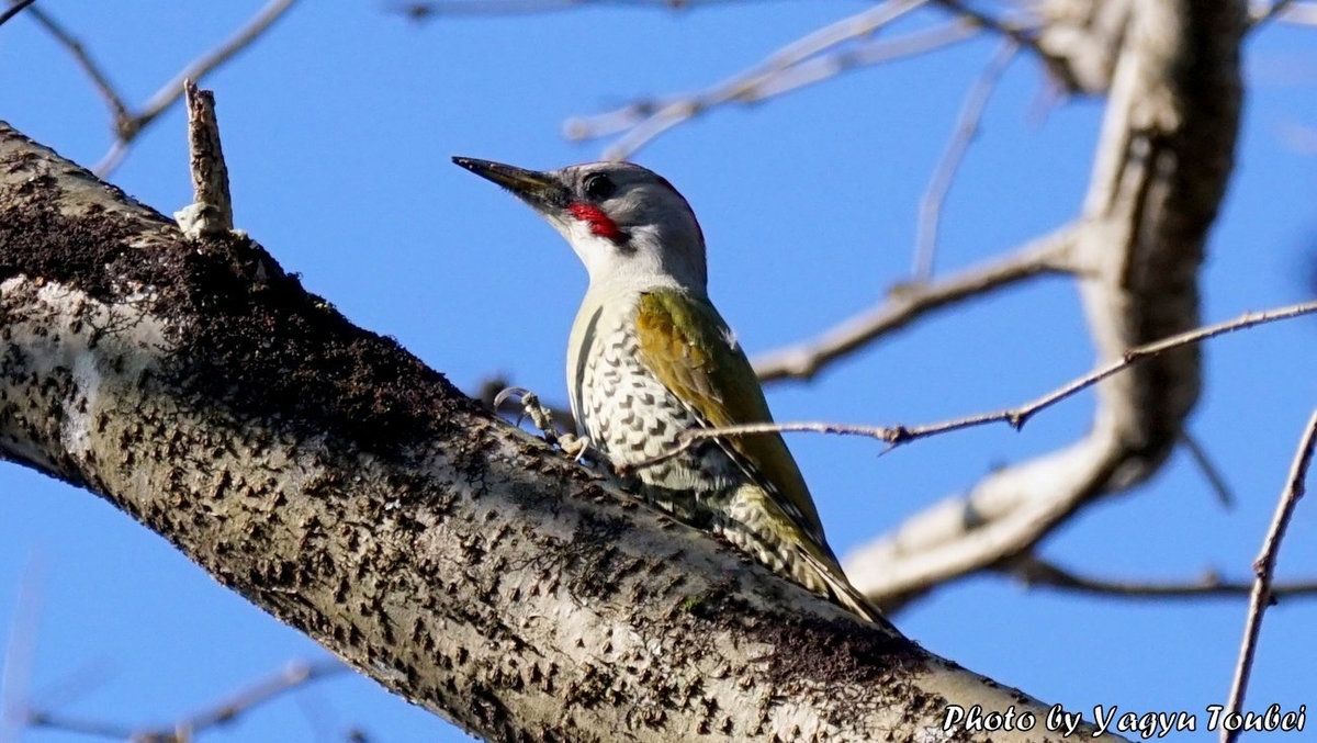 日本 身近にいるキツツキ 谷汲のアオゲラ 写真生活 On Line