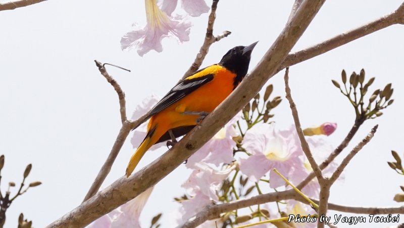 f:id:photolifenet:20190824204716j:plain