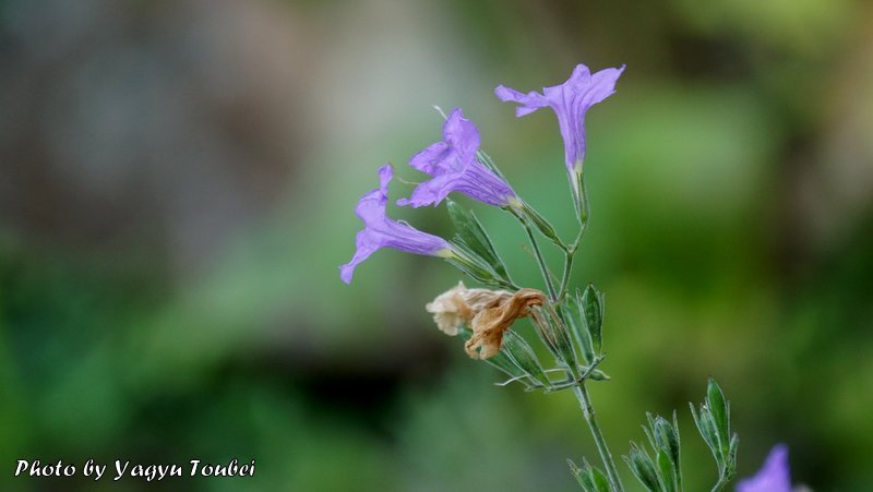 f:id:photolifenet:20200320200943j:plain