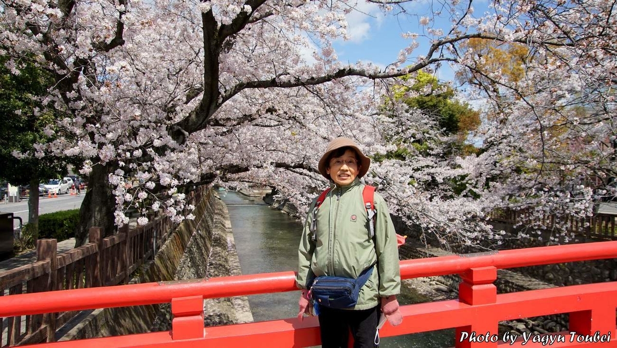 日本 背景は大垣市水門川の満開の桜 写真生活 On Line 日本 背景は大垣市水門川の満開の桜 写真生活 On Line