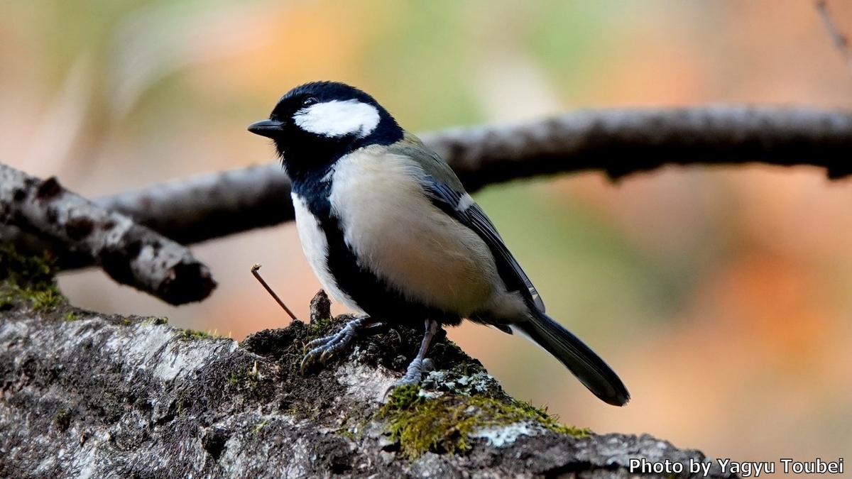 文殊の森公園のシジュウカラとメジロ 写真紹介 On Line