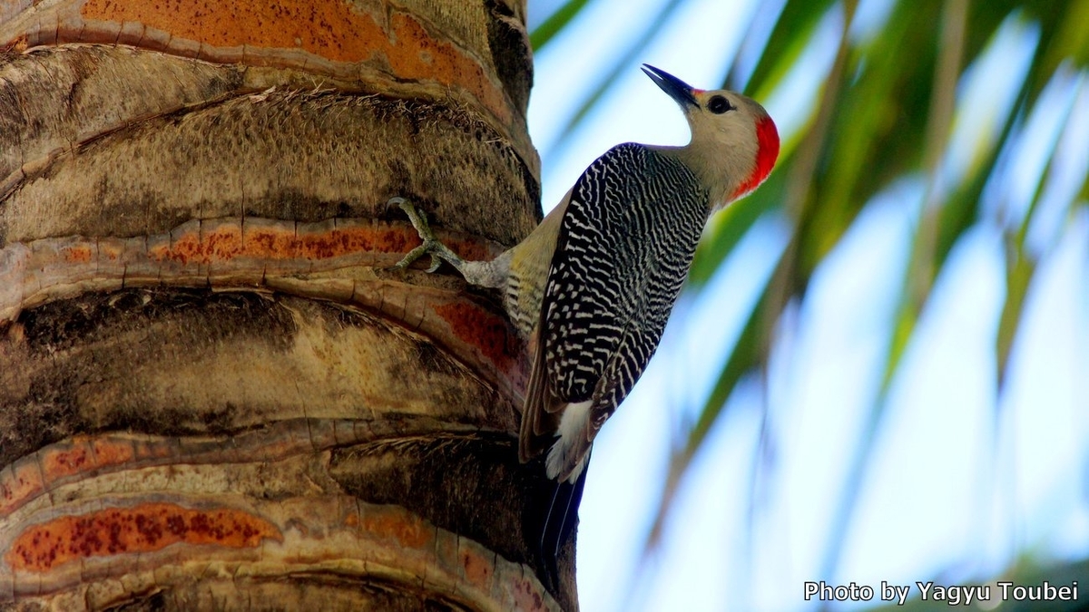 ベリーズ ヤシの木のキツツキ 写真紹介 On Line ベリーズ ヤシの木のキツツキ 写真紹介 On Line