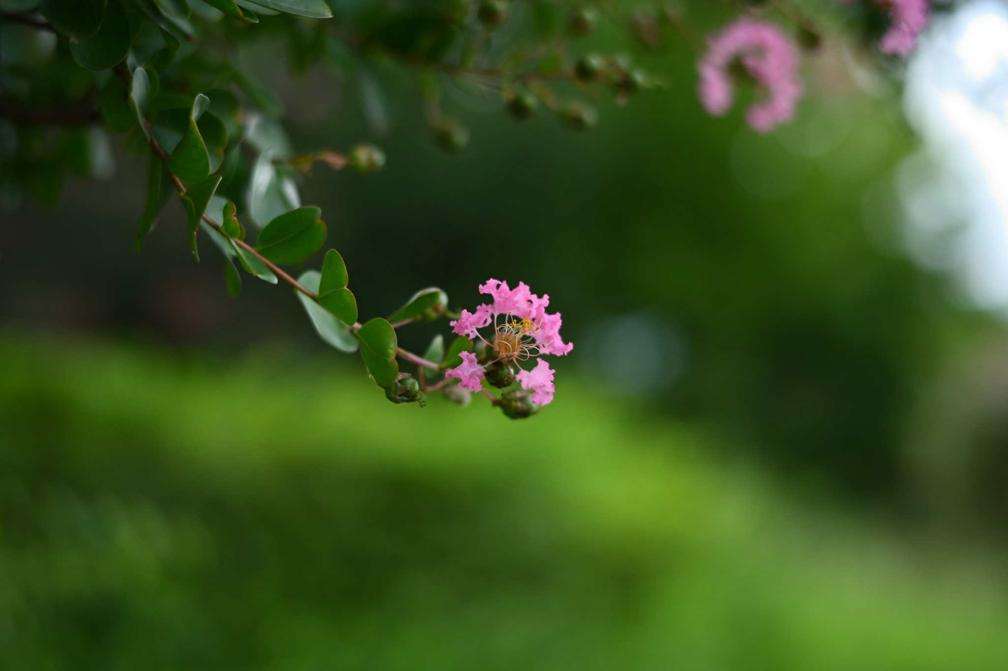 AF-S NIKKOR 58mm f/1.4G と FTZ II をお迎えしました - 写凡珠 AF-S NIKKOR 58mm f/1.4G と FTZ II をお迎えしました - 写凡珠