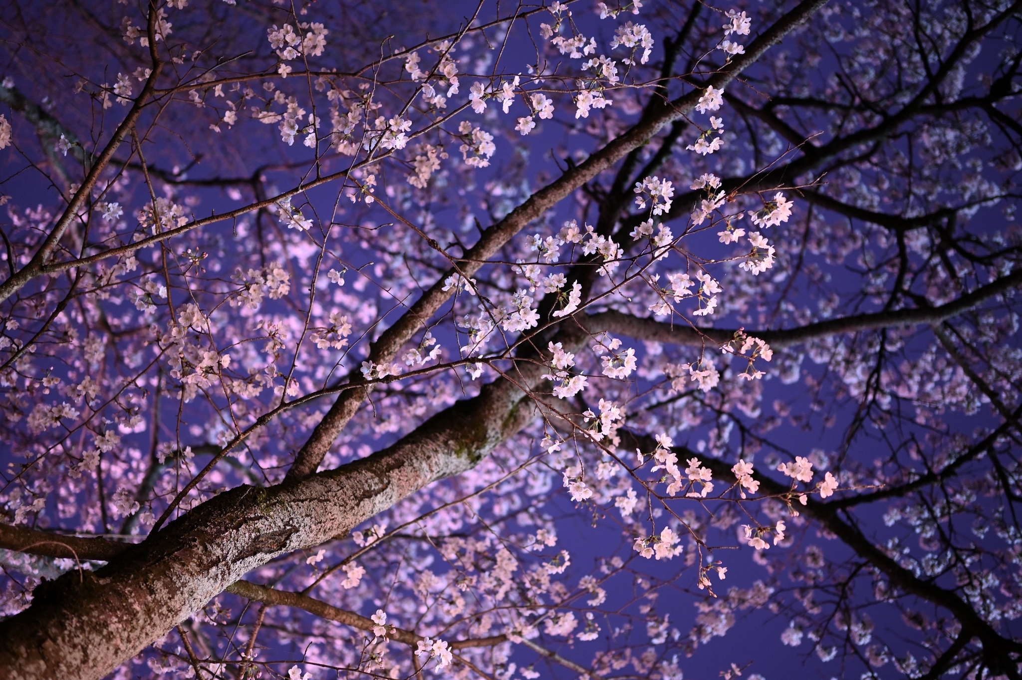 NIKKOR Z 35mm f/1.8 S と NIKKOR Z 50mm f/1.8 S と NIKKOR Z NIKKOR Z 35mm f/1.8 S と NIKKOR Z 50mm f/1.8 S と NIKKOR Z