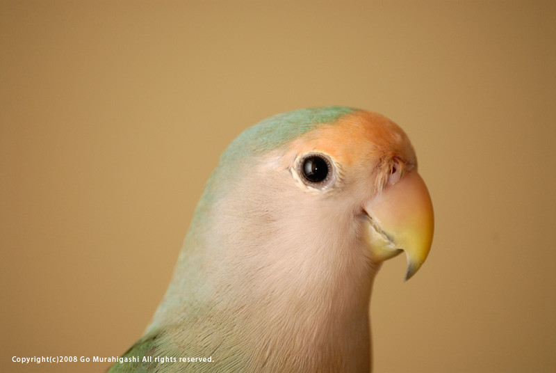f:id:photosgo:20081005231726j:image:w400 f:id:photosgo:20081005231726j:image:w400