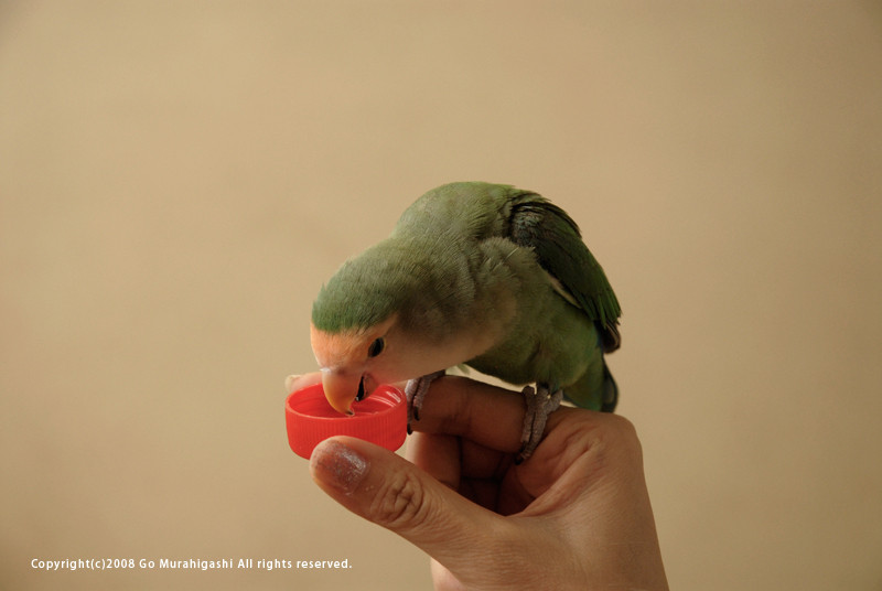 f:id:photosgo:20081016230901j:image:w400