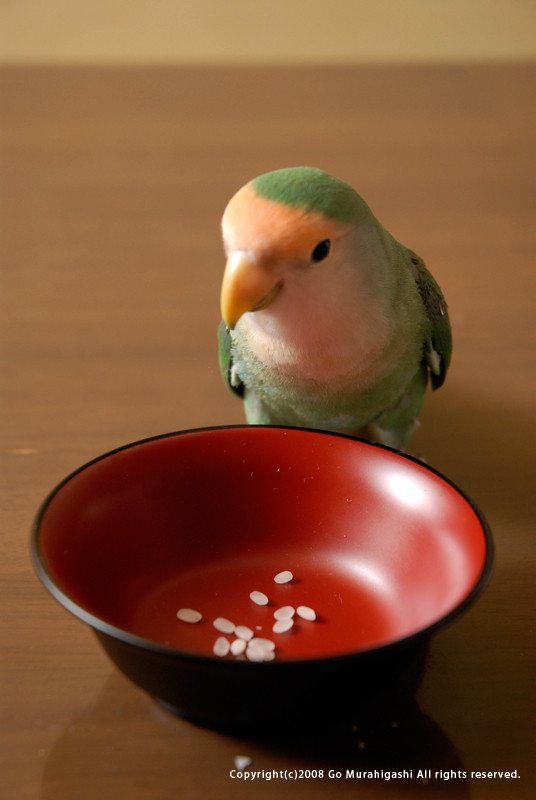 f:id:photosgo:20081031163620j:image:h400
