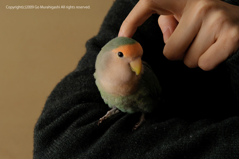 f:id:photosgo:20090103002756j:image:w400 f:id:photosgo:20090103002756j:image:w400