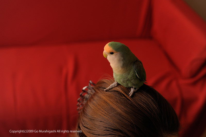 f:id:photosgo:20090105220302j:image:w400