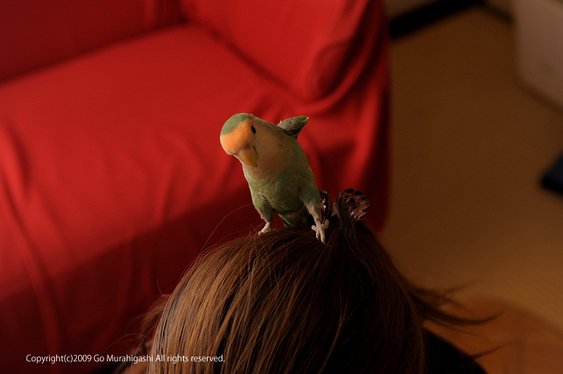 f:id:photosgo:20090105220303j:image:w400
