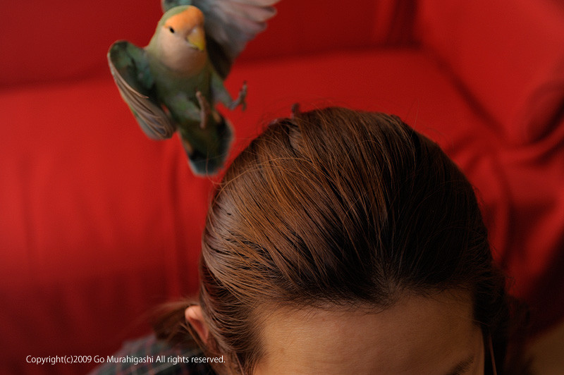 f:id:photosgo:20090105220304j:image:w400