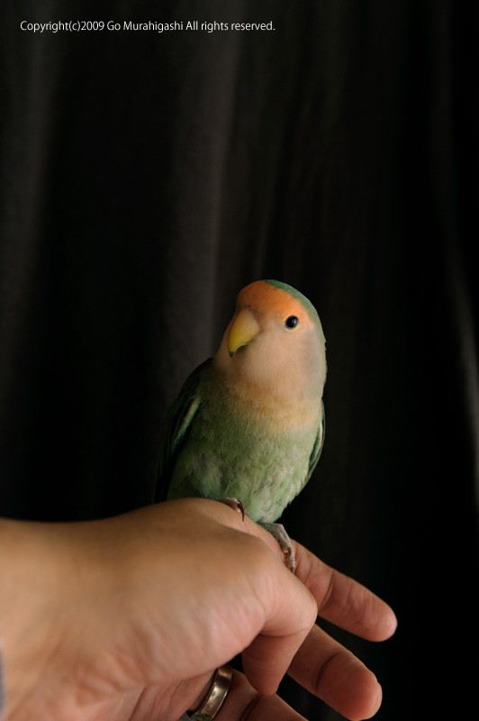 f:id:photosgo:20090108190511j:image:h400:left