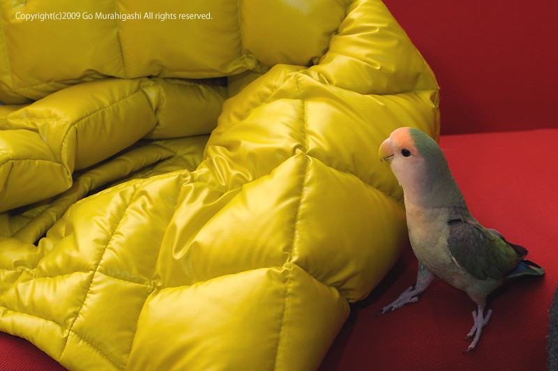 f:id:photosgo:20090111002817j:image:W400